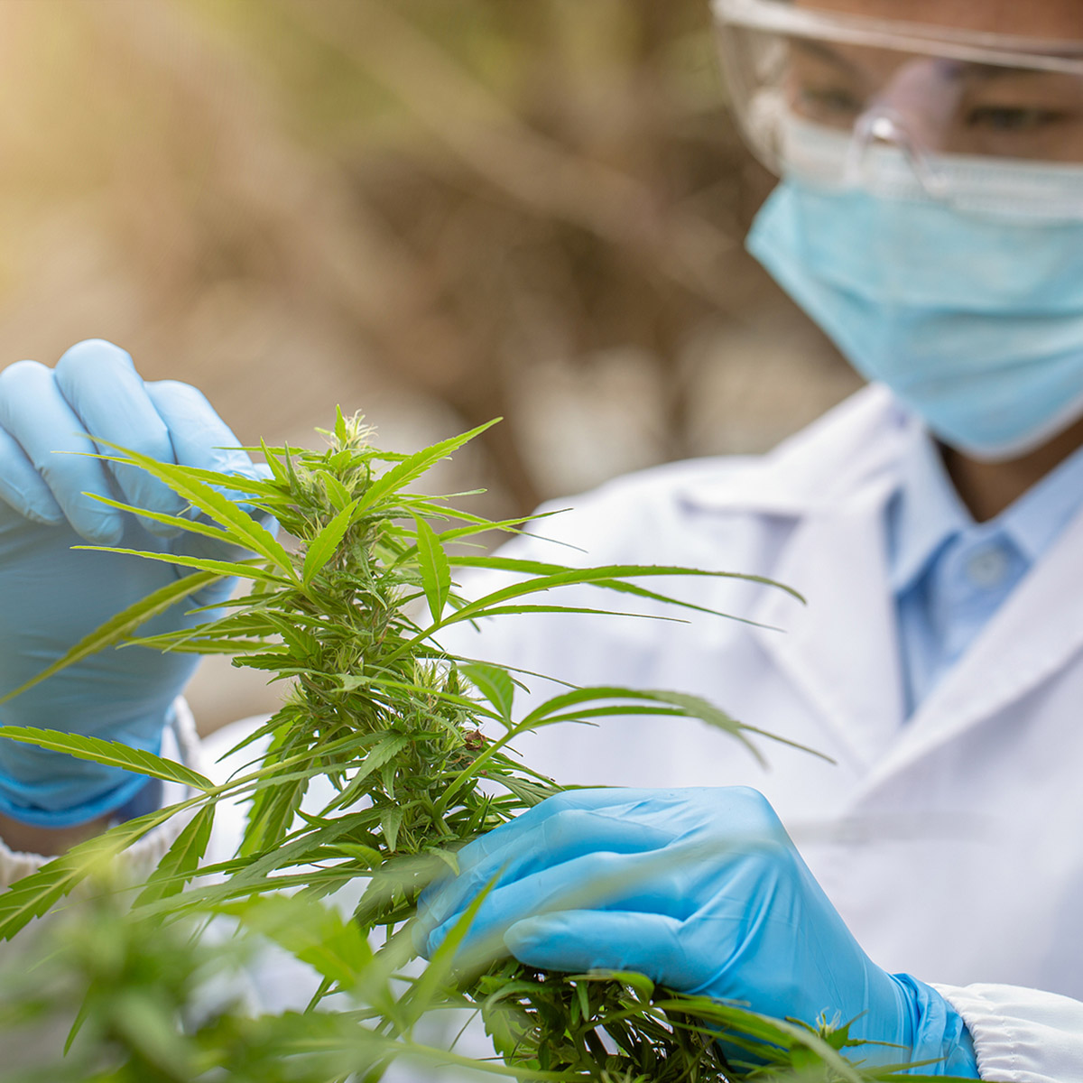 CCD student inspecting a cannabis plant