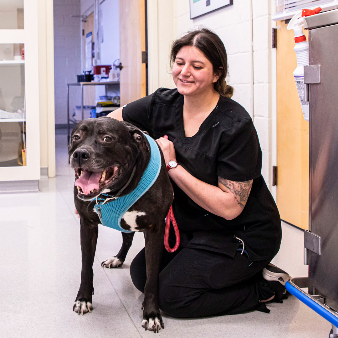 CCD Veterinary Technology Assistant student with a dog