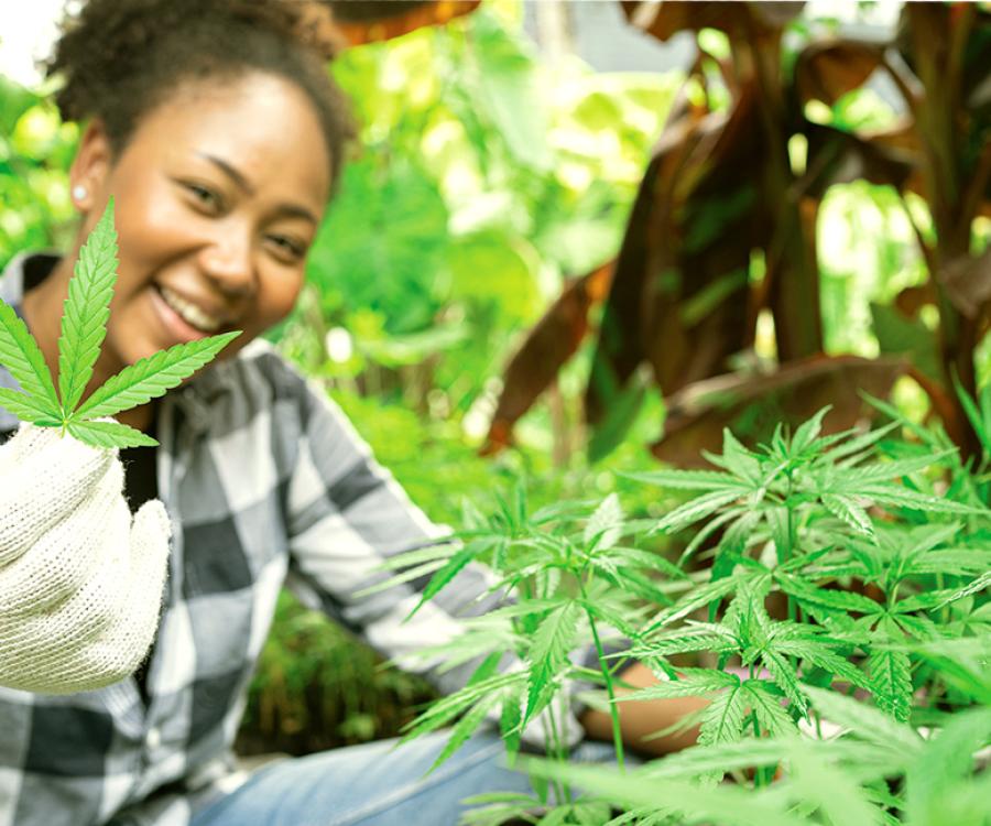 black woman wearing a black and white checked shirt and white gloves smiling while holding up a cannabis leaf in her right hand and crouched down among cannabis plants